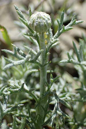 Anthemis rhodensis / Rhodian Chamomile, Rhodos Moni Artamiti 27.3.2023