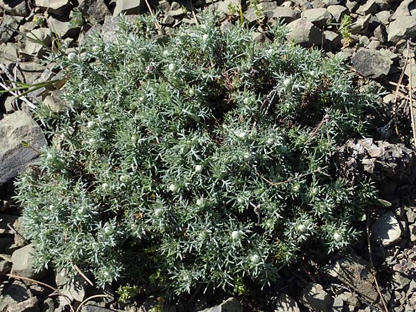 Anthemis rhodensis / Rhodian Chamomile, Rhodos Moni Artamiti 27.3.2023
