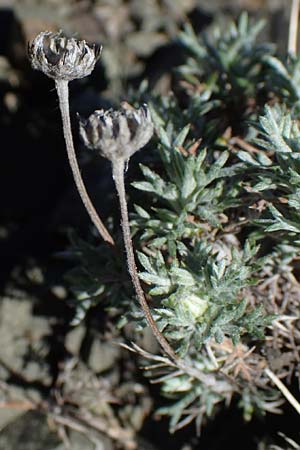 Anthemis rhodensis / Rhodian Chamomile, Rhodos Moni Artamiti 27.3.2023