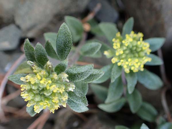 Alyssum strigosum \ Schlankes Steinkraut / Slender Alison, Rhodos Moni Artamiti 16.3.2023
