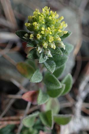Alyssum strigosum \ Schlankes Steinkraut / Slender Alison, Rhodos Moni Artamiti 16.3.2023