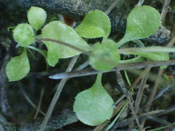 Bellis annua / Annual Daisy, Rhodos Laerma 19.3.2023