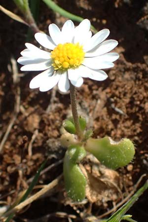 Bellis annua / Annual Daisy, Rhodos Lindos 20.3.2023