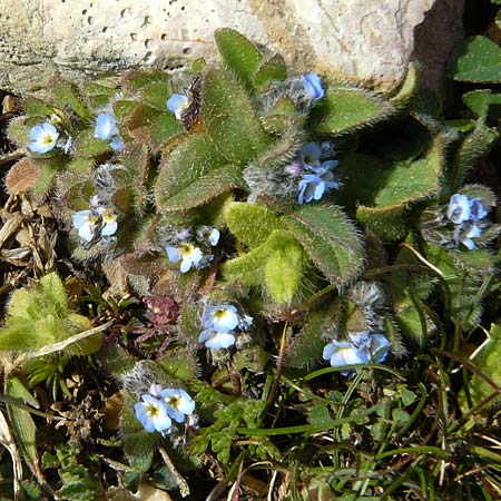 Buglossoides incrassata subsp. incrassata \ Blulicher Acker-Steinsame / Blue Field Gromwell, Rhodos Attaviros 23.3.2023
