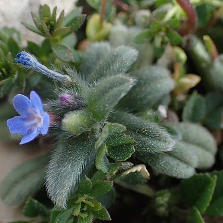Buglossoides incrassata subsp. incrassata \ Blulicher Acker-Steinsame / Blue Field Gromwell, Rhodos Attaviros 23.3.2023