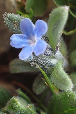 Buglossoides incrassata subsp. incrassata \ Blulicher Acker-Steinsame / Blue Field Gromwell, Rhodos Attaviros 23.3.2023