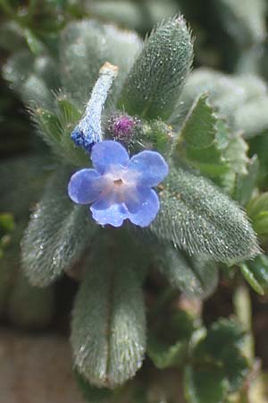 Buglossoides incrassata subsp. incrassata \ Blulicher Acker-Steinsame / Blue Field Gromwell, Rhodos Attaviros 23.3.2023
