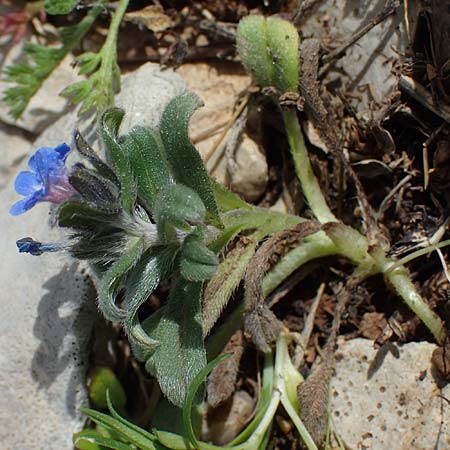 Buglossoides incrassata subsp. incrassata \ Blulicher Acker-Steinsame / Blue Field Gromwell, Rhodos Attaviros 23.3.2023