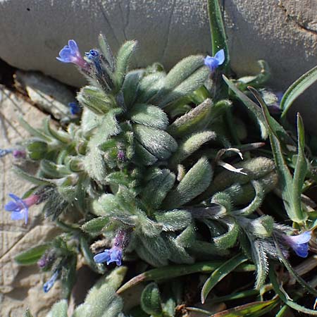 Buglossoides incrassata subsp. incrassata \ Blulicher Acker-Steinsame / Blue Field Gromwell, Rhodos Attaviros 23.3.2023