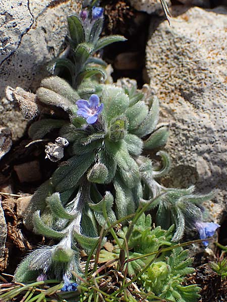Buglossoides incrassata subsp. incrassata \ Blulicher Acker-Steinsame / Blue Field Gromwell, Rhodos Attaviros 23.3.2023