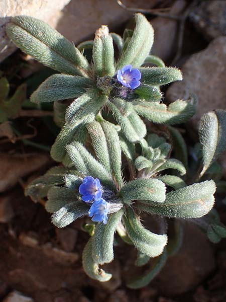 Buglossoides incrassata subsp. incrassata \ Blulicher Acker-Steinsame / Blue Field Gromwell, Rhodos Attaviros 23.3.2023