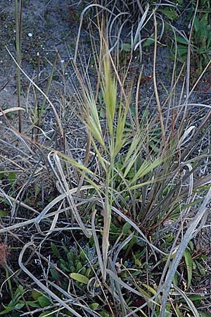 Bromus madritensis \ Mittelmeer-Trespe / Compact Brome, Rhodos Haraki 15.3.2023