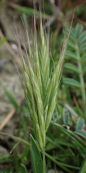 Bromus rubens \ Rote Trespe, Rtliche Trespe / Red Brome, Rhodos Kamiros 22.3.2023