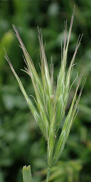 Bromus rubens \ Rote Trespe, Rtliche Trespe / Red Brome, Rhodos Kamiros 22.3.2023