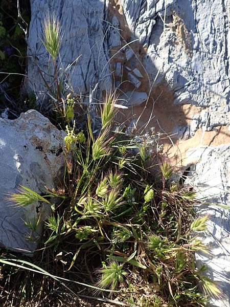 Bromus rubens \ Rote Trespe, Rtliche Trespe / Red Brome, Rhodos Lindos 20.3.2023