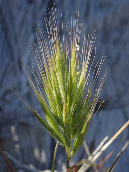 Bromus rubens \ Rote Trespe, Rtliche Trespe / Red Brome, Rhodos Lindos 20.3.2023