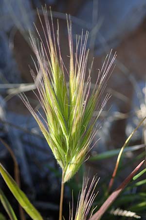 Bromus rubens \ Rote Trespe, Rtliche Trespe / Red Brome, Rhodos Lindos 20.3.2023