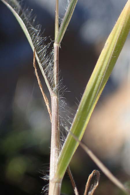 Bromus rubens \ Rote Trespe, Rtliche Trespe / Red Brome, Rhodos Lindos 20.3.2023