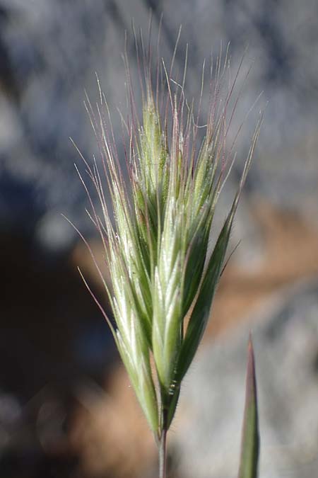 Bromus rubens \ Rote Trespe, Rtliche Trespe / Red Brome, Rhodos Lindos 20.3.2023