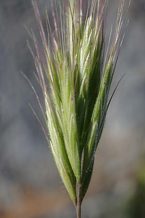 Bromus rubens \ Rote Trespe, Rtliche Trespe / Red Brome, Rhodos Lindos 20.3.2023