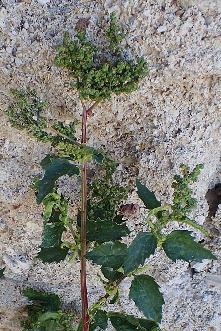 Chenopodium murale \ Mauer-Gnsefu / Nettle-Leaf Goosefoot, Rhodos City 28.3.2023