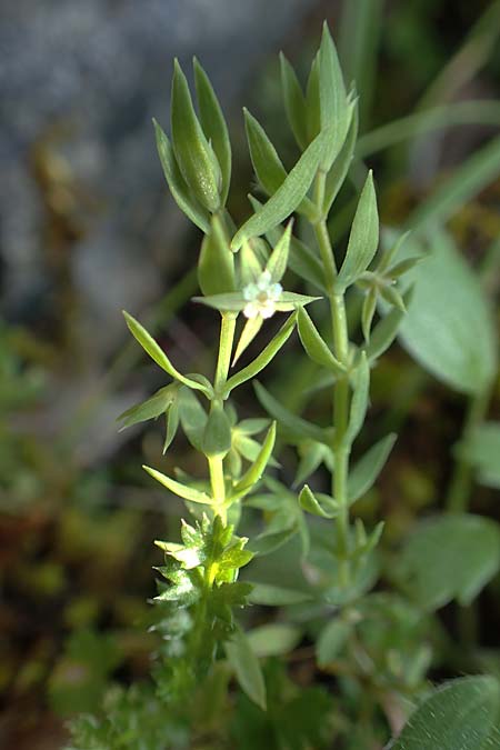 Lysimachia linum-stellatum \ Stern-Lein / Flax-Leaved Loosestrife, Rhodos Profitis Ilias 2.4.2019