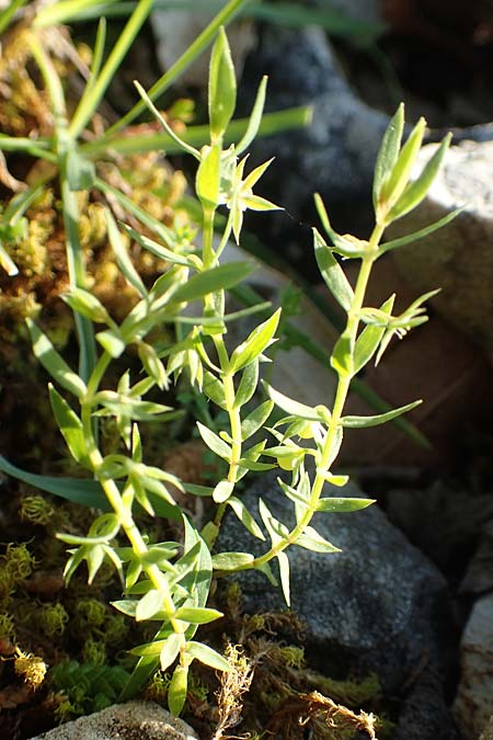 Lysimachia linum-stellatum \ Stern-Lein / Flax-Leaved Loosestrife, Rhodos Profitis Ilias 2.4.2019