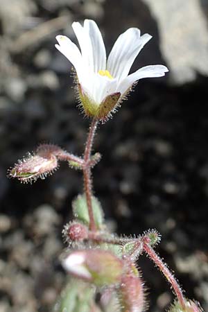 Cerastium dominici \ Dominiques Hornkraut / Dominiques Mouse-Ear, Rhodos Moni Artamiti 16.3.2023