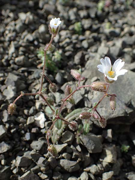 Cerastium dominici \ Dominiques Hornkraut / Dominiques Mouse-Ear, Rhodos Moni Artamiti 16.3.2023