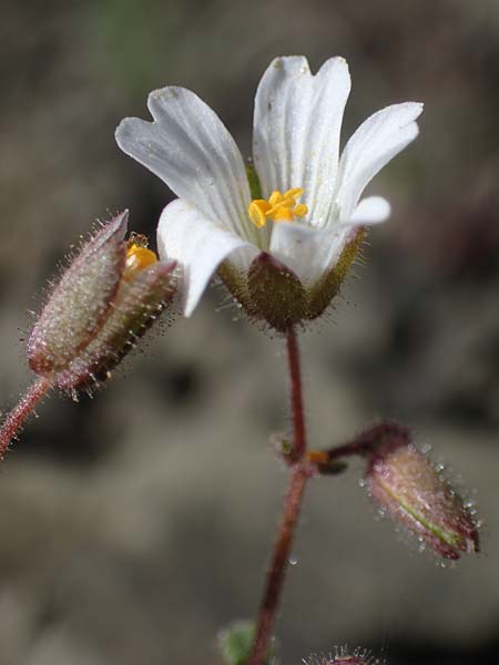 Cerastium dominici \ Dominiques Hornkraut / Dominiques Mouse-Ear, Rhodos Moni Artamiti 16.3.2023