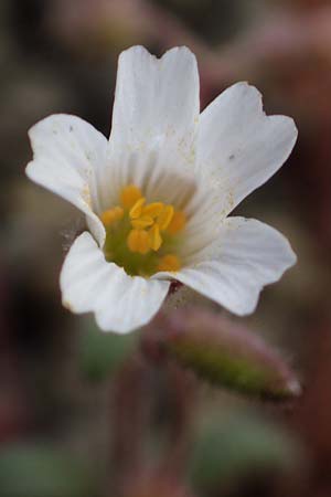 Cerastium dominici \ Dominiques Hornkraut / Dominiques Mouse-Ear, Rhodos Moni Artamiti 16.3.2023
