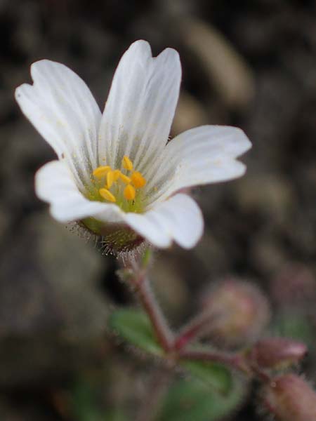 Cerastium dominici \ Dominiques Hornkraut, Rhodos Moni Artamiti 16.3.2023