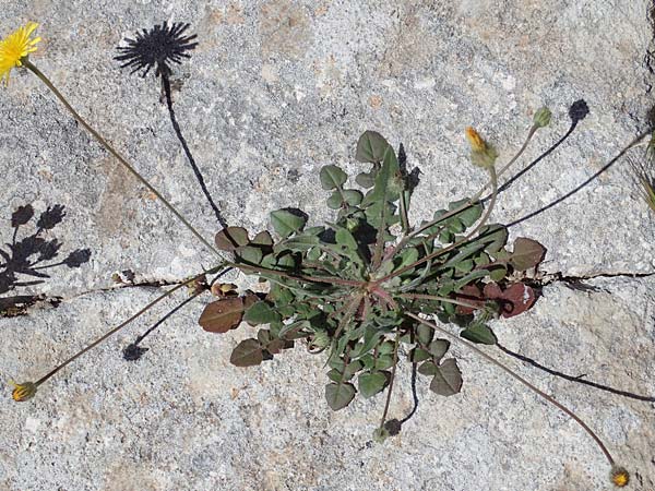 Crepis commutata \ Vertauschter Pippau / Confused Hawk's-Beard, Rhodos Lindos 20.3.2023