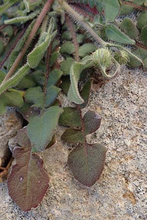 Crepis commutata \ Vertauschter Pippau / Confused Hawk's-Beard, Rhodos Lindos 20.3.2023