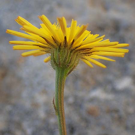 Crepis commutata \ Vertauschter Pippau / Confused Hawk's-Beard, Rhodos Lindos 20.3.2023