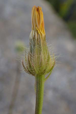 Crepis commutata \ Vertauschter Pippau / Confused Hawk's-Beard, Rhodos Lindos 20.3.2023