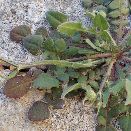Crepis commutata \ Vertauschter Pippau / Confused Hawk's-Beard, Rhodos Lindos 20.3.2023