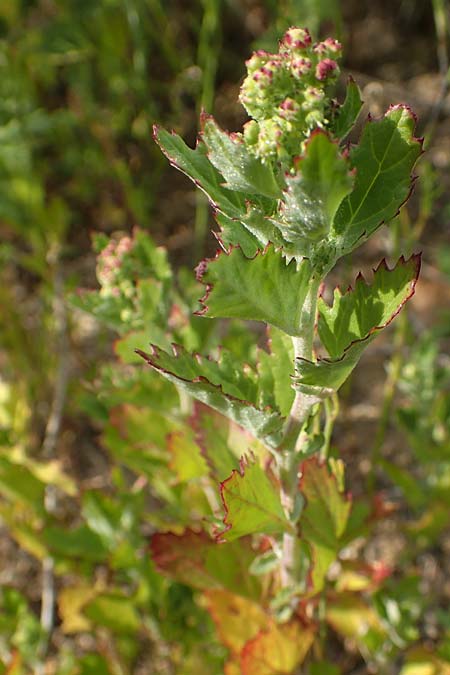 Chenopodium murale \ Mauer-Gnsefu / Nettle-Leaf Goosefoot, Rhodos Kattavia 1.4.2019
