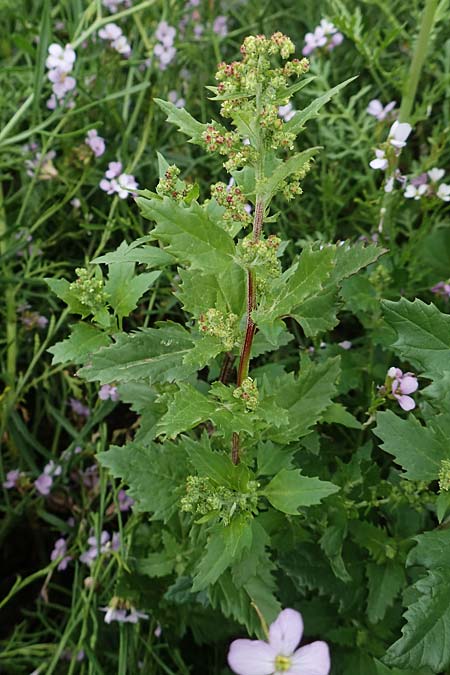 Chenopodium murale \ Mauer-Gnsefu / Nettle-Leaf Goosefoot, Rhodos Kattavia 1.4.2019