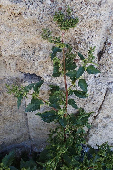 Chenopodium murale \ Mauer-Gnsefu / Nettle-Leaf Goosefoot, Rhodos City 28.3.2023