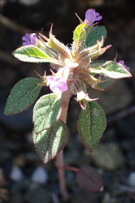 Clinopodium graveolens subsp. rotundifolium ? \ Rundblttriger Steinquendel / Round-Leaved Calamint, Rhodos Moni Artamiti 27.3.2023
