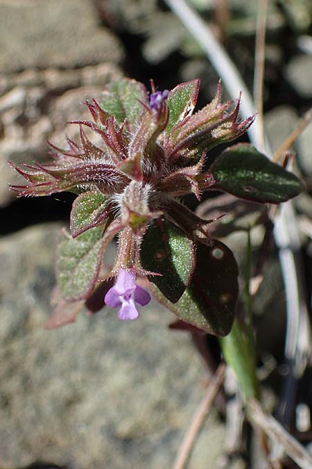 Clinopodium graveolens subsp. rotundifolium ? \ Rundblttriger Steinquendel / Round-Leaved Calamint, Rhodos Moni Artamiti 27.3.2023