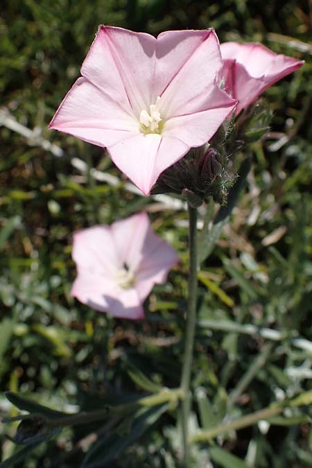 Convolvulus oleifolius \ &Ouml;lbaumbl&auml;ttrige Winde / Pink Bindweed, Rhodos/Rhodes Kolymbia 18.3.2023
