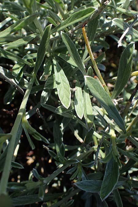 Convolvulus oleifolius \ &Ouml;lbaumbl&auml;ttrige Winde / Pink Bindweed, Rhodos/Rhodes Kolymbia 18.3.2023