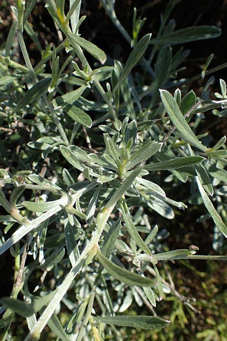 Convolvulus oleifolius \ &Ouml;lbaumbl&auml;ttrige Winde / Pink Bindweed, Rhodos/Rhodes Kolymbia 18.3.2023