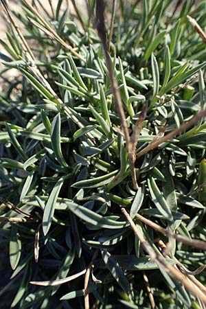 Dianthus crinitus \ Langhaarige Nelke / Long-Haired Pink, Rhodos Haraki 15.3.2023