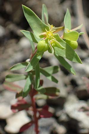 Euphorbia taurinensis, Turiner Wolfsmilch