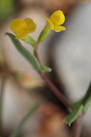 Coronilla scorpioides \ Skorpions-Kronwicke / Annual Scorpion Vetch, Rhodos Prasonisi 1.4.2019