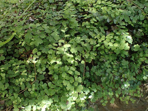 Adiantum capillus-veneris / Maidenhair Fern, Rhodos Skoutouljaris - Gorge 19.3.2023