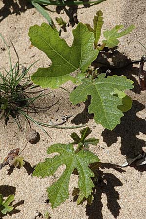 Ficus carica / Fig, Rhodos Agathi Beach 26.3.2023